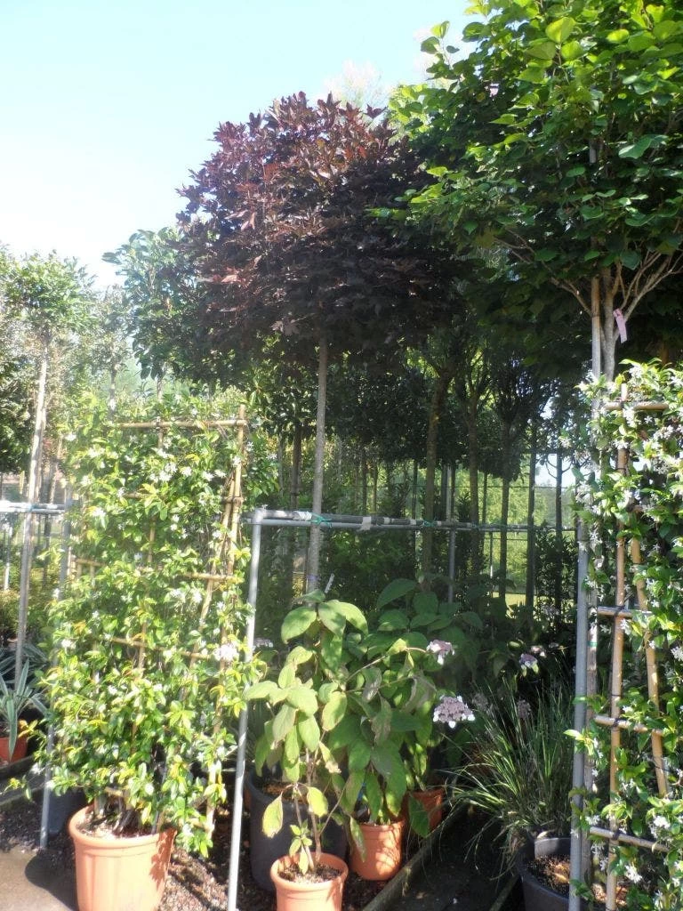 Noorse Esdoorn (Acer Platanoides 'Crimson Sentry') - Afbeelding 6