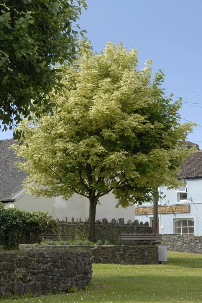 Bonte Esdoorn (Acer Platanoides 'Drummondii')