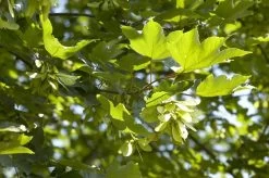 Esdoorn (Acer Pseudoplatanus 'Spaethii')