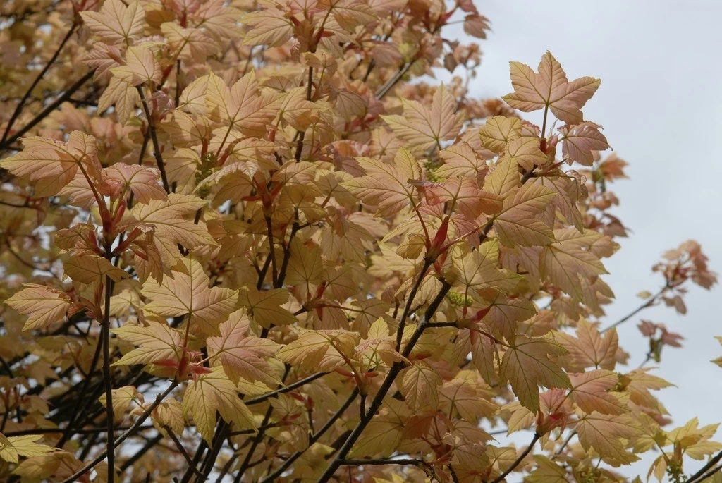 Bonte Bolesdoorn (Acer Pseudoplatanus 'Brilliantissimum') - Afbeelding 2