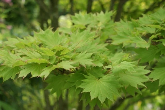 Japanse Esdoorn (Acer Shirasawanum 'Aureum') - Afbeelding 4