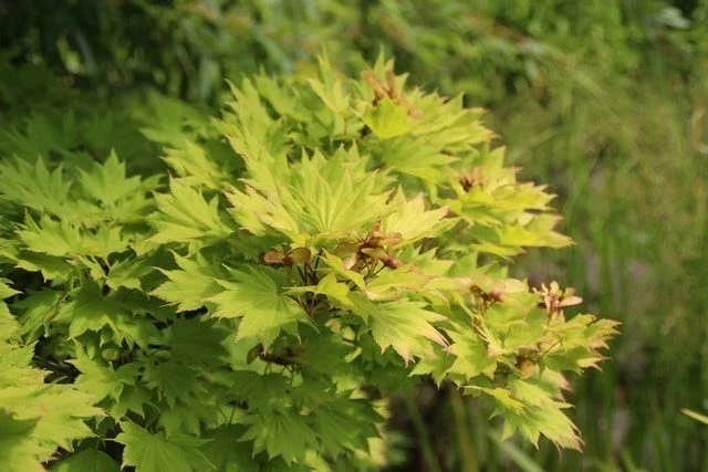 Japanse Esdoorn (Acer Shirasawanum 'Aureum') - Afbeelding 6