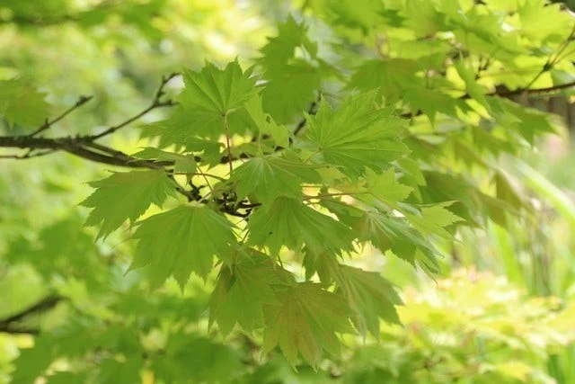Japanse Esdoorn (Acer Shirasawanum 'Aureum') - Afbeelding 5