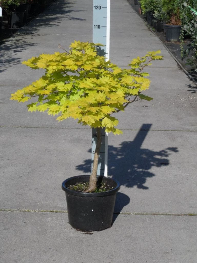 Japanse Esdoorn (Acer Shirasawanum 'Aureum') - Afbeelding 10