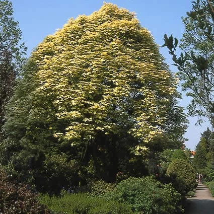 Bonte Bolesdoorn (Acer Pseudoplatanus 'Brilliantissimum') - Afbeelding 3