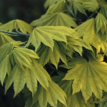 Japanse Esdoorn (Acer Shirasawanum 'Aureum') - Afbeelding 2