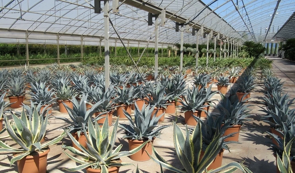 Winterharde Agave (Agave Montana) - Afbeelding 3