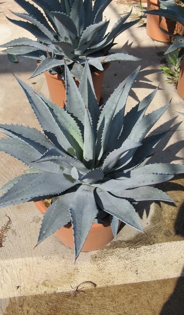 Winterharde Agave (Agave Montana) - Afbeelding 2
