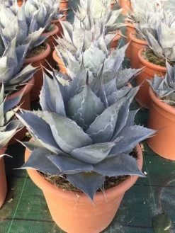 Winterharde Agave (Agave Parrasana)