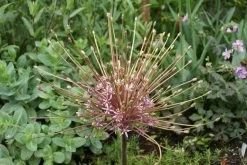 Sierui (Allium Schubertii)