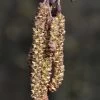 Zwarte Els, Bosplantsoen (Alnus Glutinosa)