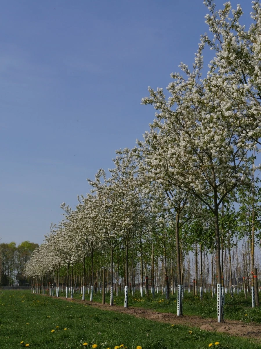 Krent Als Boom (Amelanchier Lamarckii) - Afbeelding 3