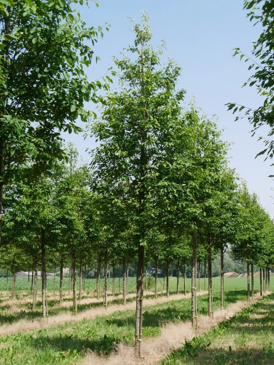 Krentenboom (Amelanchier Arborea 'Robin Hill') - Afbeelding 2