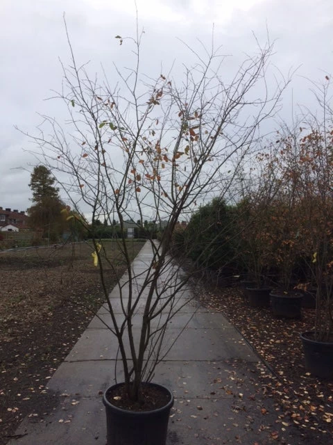 Krentenboom Als Struik (Amelanchier Lamarckii) - Afbeelding 8