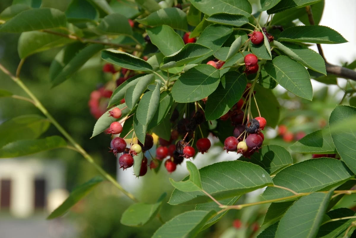 Krent Als Boom (Amelanchier Lamarckii) - Afbeelding 2