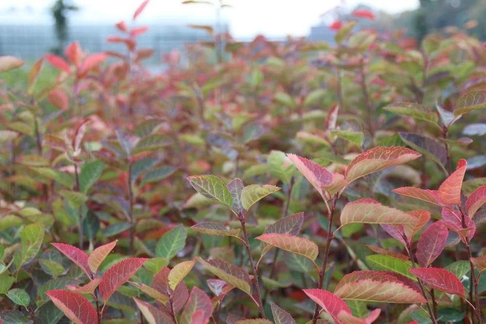Krentenboom Als Struik (Amelanchier Lamarckii) - Afbeelding 3