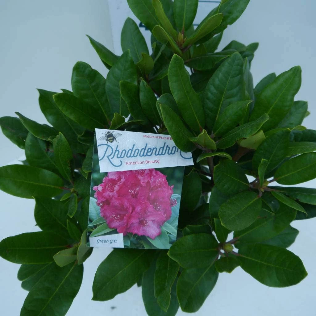 Rhododendron (Rhododendron 'American Beauty') - Afbeelding 3