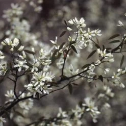 Krentenboom Als Struik (Amelanchier Lamarckii)