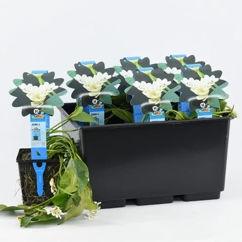 Kaapse Waterlelie (Aponogeton Distachyos) - Afbeelding 3