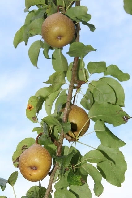 Appelboom (Malus Domestica ) - Afbeelding 6