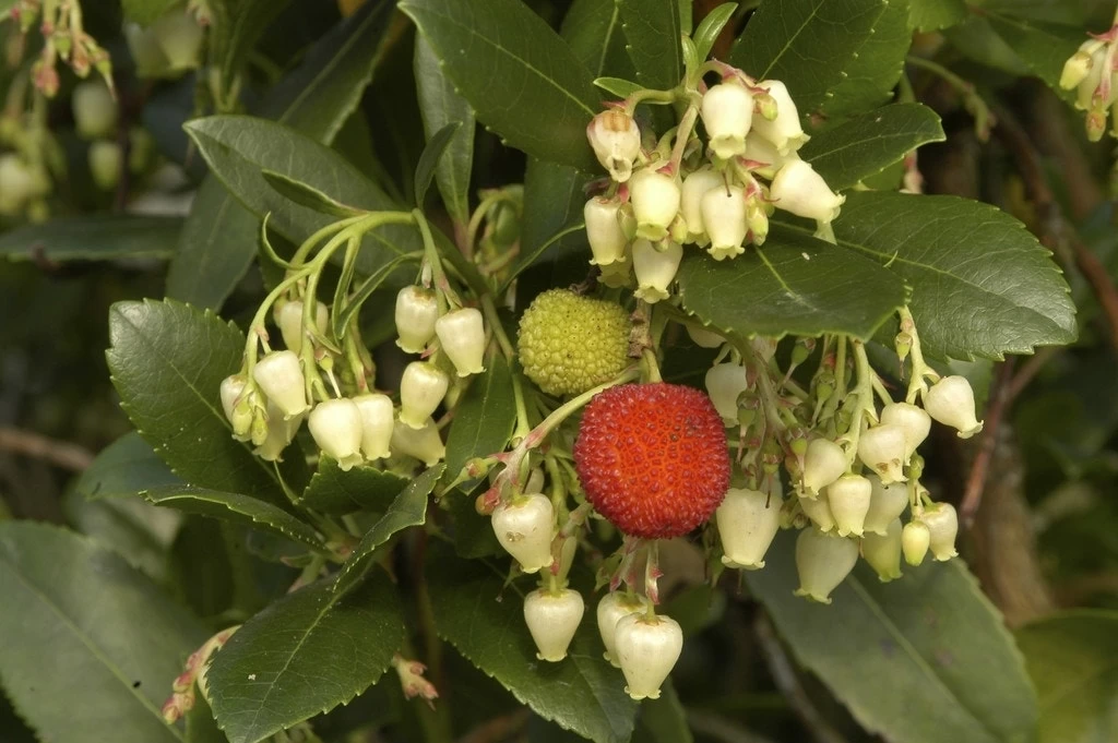 Aardbeiboom (Arbutus Unedo) - Afbeelding 4