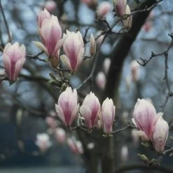 Beverboom (Magnolia Soulangeana Als Boom)