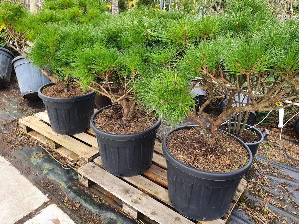 Meerstammige Japanse Pijnboom (Pinus Parviflora 'Brevifolia') - Afbeelding 3