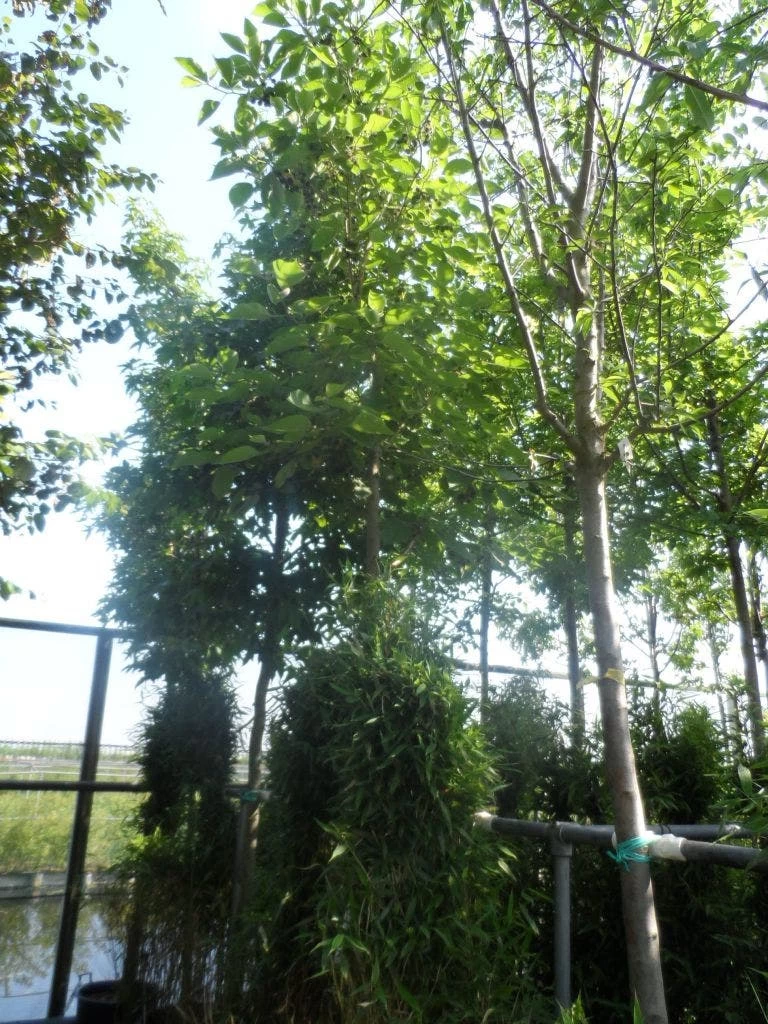 Papiermoerbei (Broussonetia Papyrifera) - Afbeelding 4