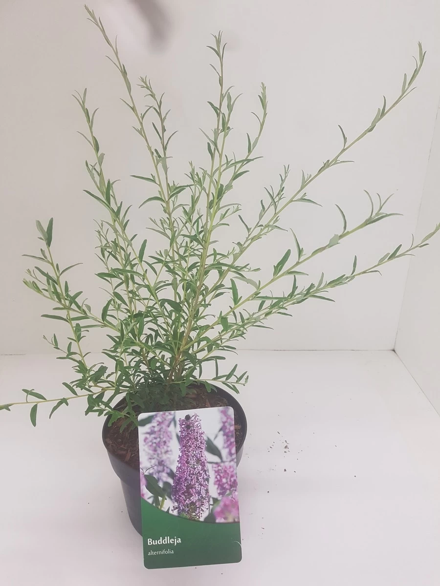 Vlinderstruik (Buddleja Alternifolia) - Afbeelding 5