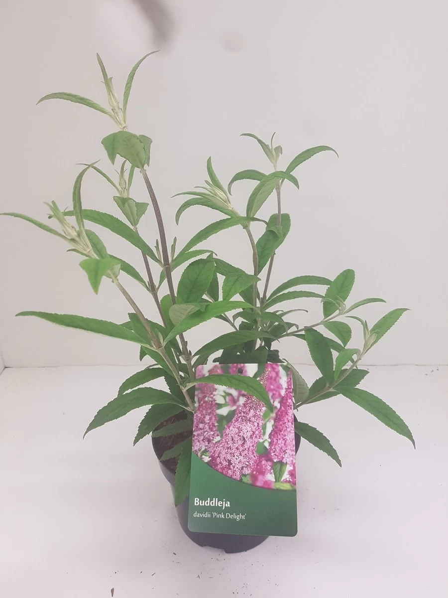Vlinderstruik (Buddleja Davidii 'Pink Delight') - Afbeelding 6