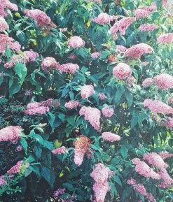 Vlinderstruik (Buddleja 'Pink PantherÂŽ')