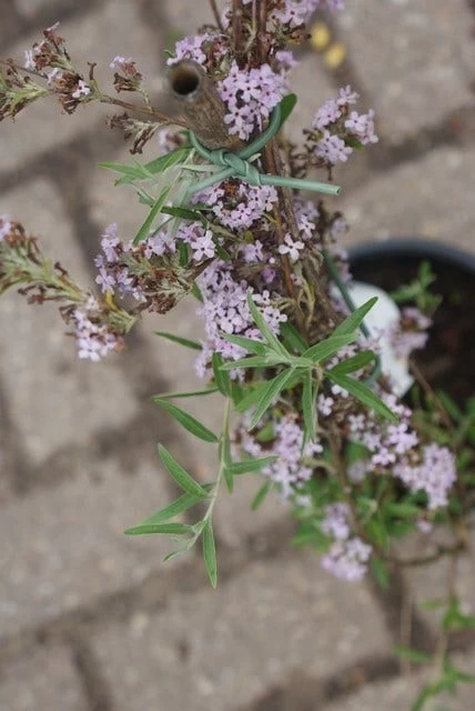Vlinderstruik (Buddleja Alternifolia) - Afbeelding 4