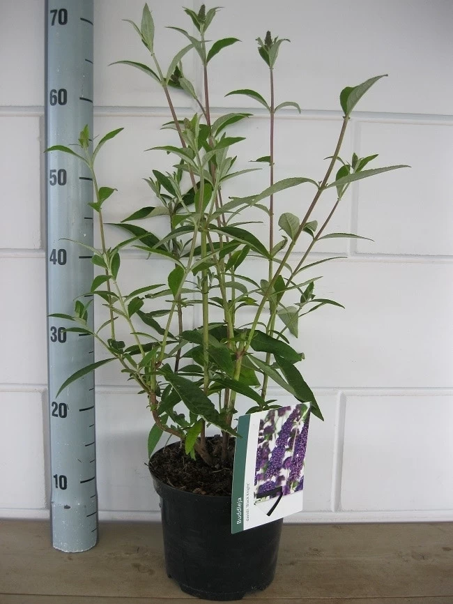 Vlinderstruik (Buddleja Davidii 'Black Knight') - Afbeelding 6