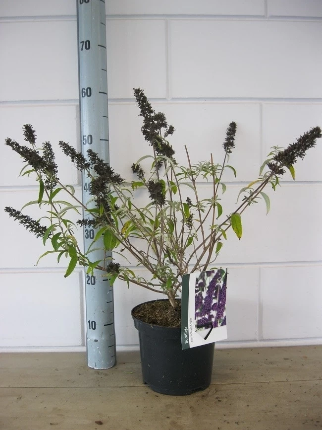 Vlinderstruik (Buddleja Davidii 'Black Knight') - Afbeelding 5