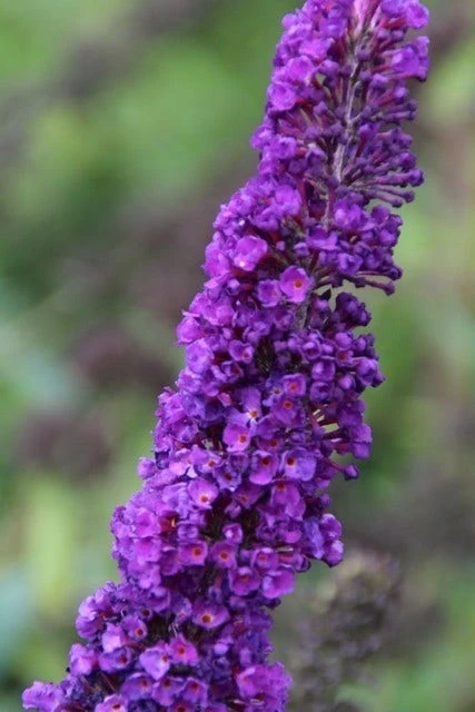 Vlinderstruik (Buddleja Davidii 'Black Knight') - Afbeelding 2