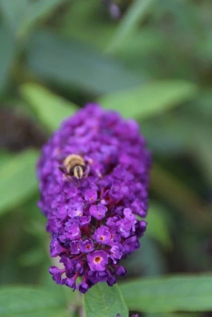 Vlinderstruik (Buddleja Davidii 'Black Knight') - Afbeelding 3