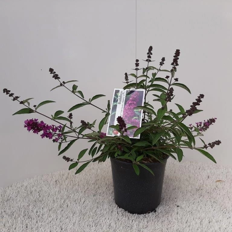Vlinderstruik (Buddleja Davidii Petite 'Tutti Frutti') - Afbeelding 7
