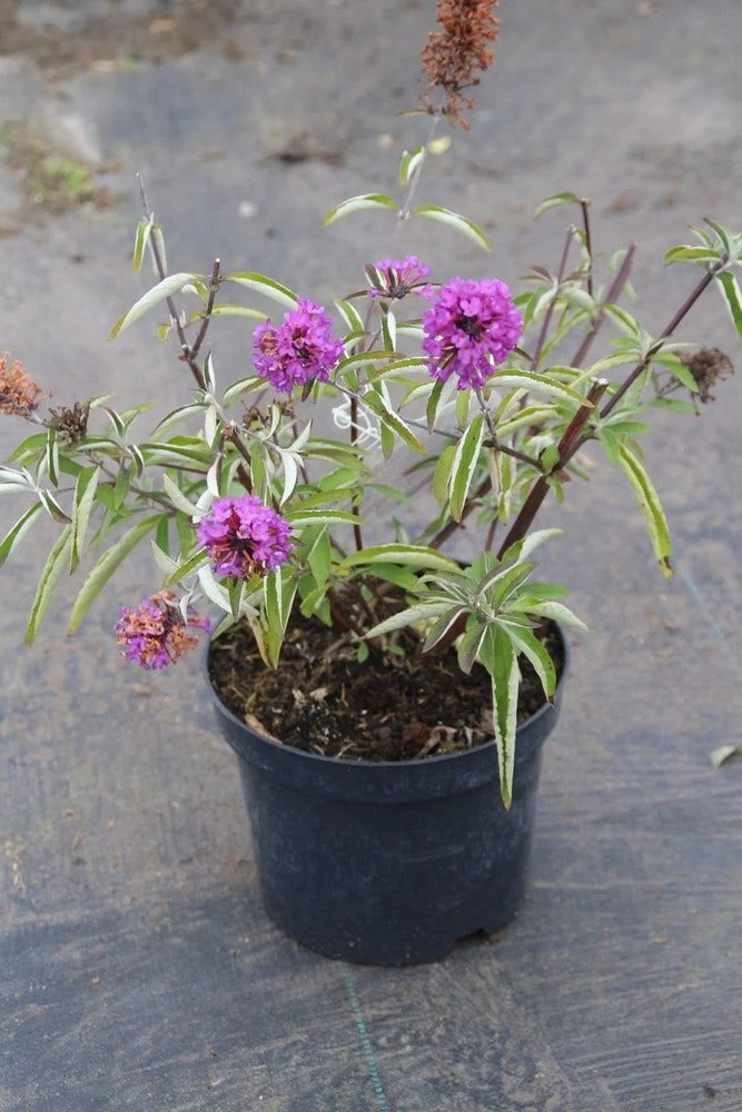 Vlinderstruik (Buddleja Davidii Petite 'Tutti Frutti') - Afbeelding 6