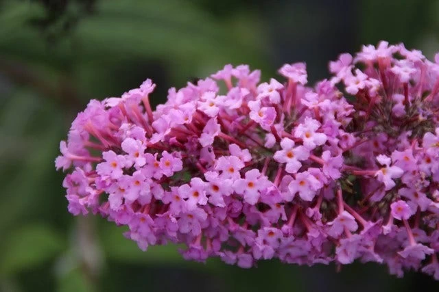 Vlinderstruik (Buddleja Davidii 'Pink Delight') - Afbeelding 2