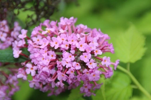 Vlinderstruik (Buddleja Davidii 'Pink Delight') - Afbeelding 3