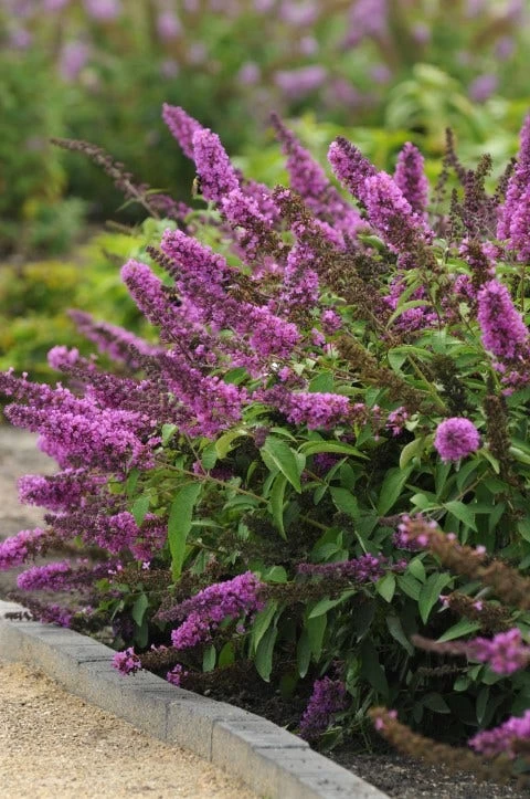 Vlinderstruik (Buddleja Davidii Petite 'Tutti Frutti') - Afbeelding 2