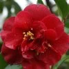 Camelia Als Leivorm (Camellia Japonica 'Doctor Burnside')