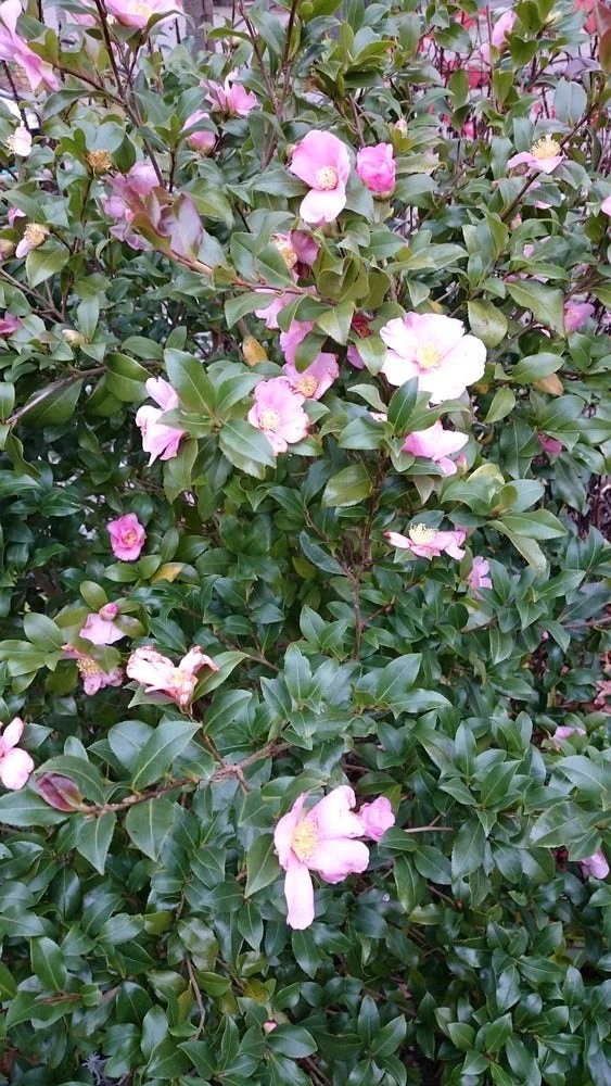 Camelia Als Boom (Camellia Sasanqua) - Afbeelding 3