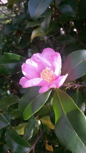 Camelia (Camellia Sasanqua) - Afbeelding 3