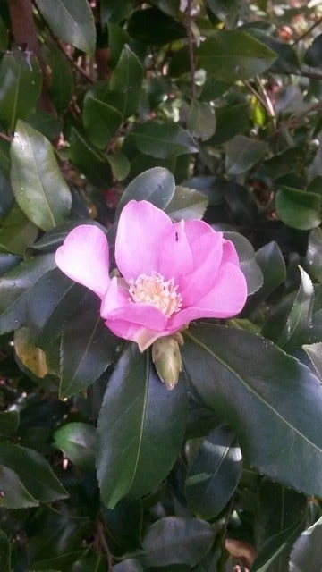 Camelia (Camellia Sasanqua) - Afbeelding 2