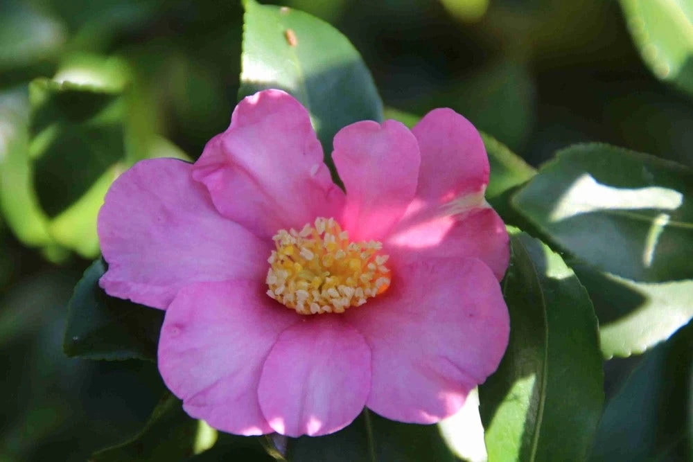 Camelia (Camellia Sasanqua) - Afbeelding 9