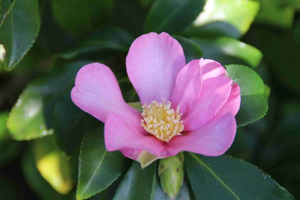 Camelia (Camellia Sasanqua) - Afbeelding 11