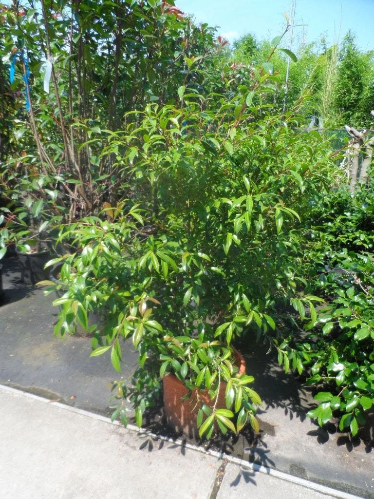 Camelia (Camellia Sasanqua) - Afbeelding 6