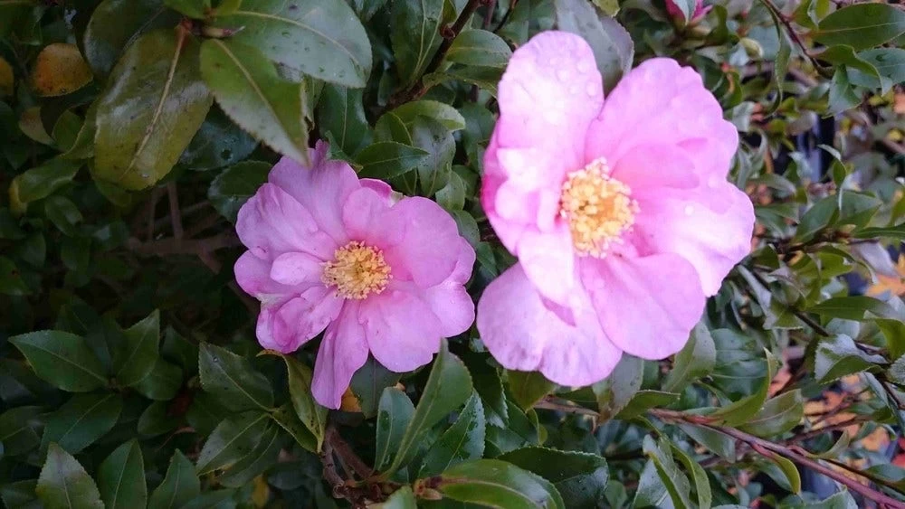 Camelia (Camellia Sasanqua) - Afbeelding 10