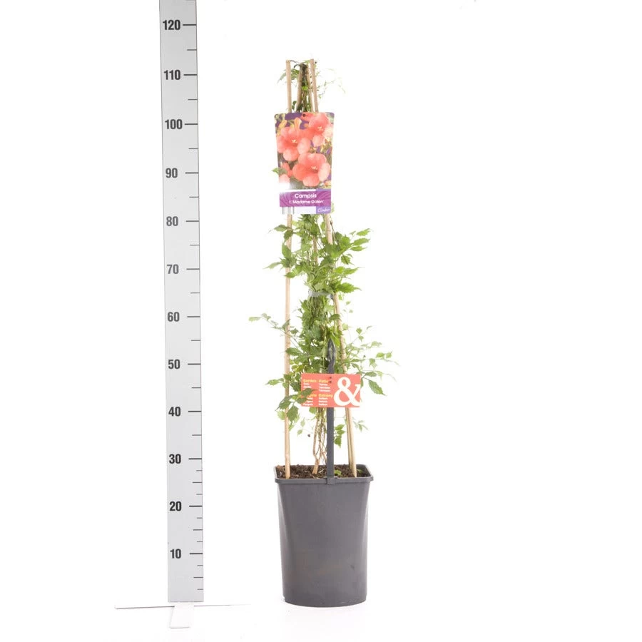 Trompetbloem (Campsis Tagliabuana 'Mme Galen') - Afbeelding 3